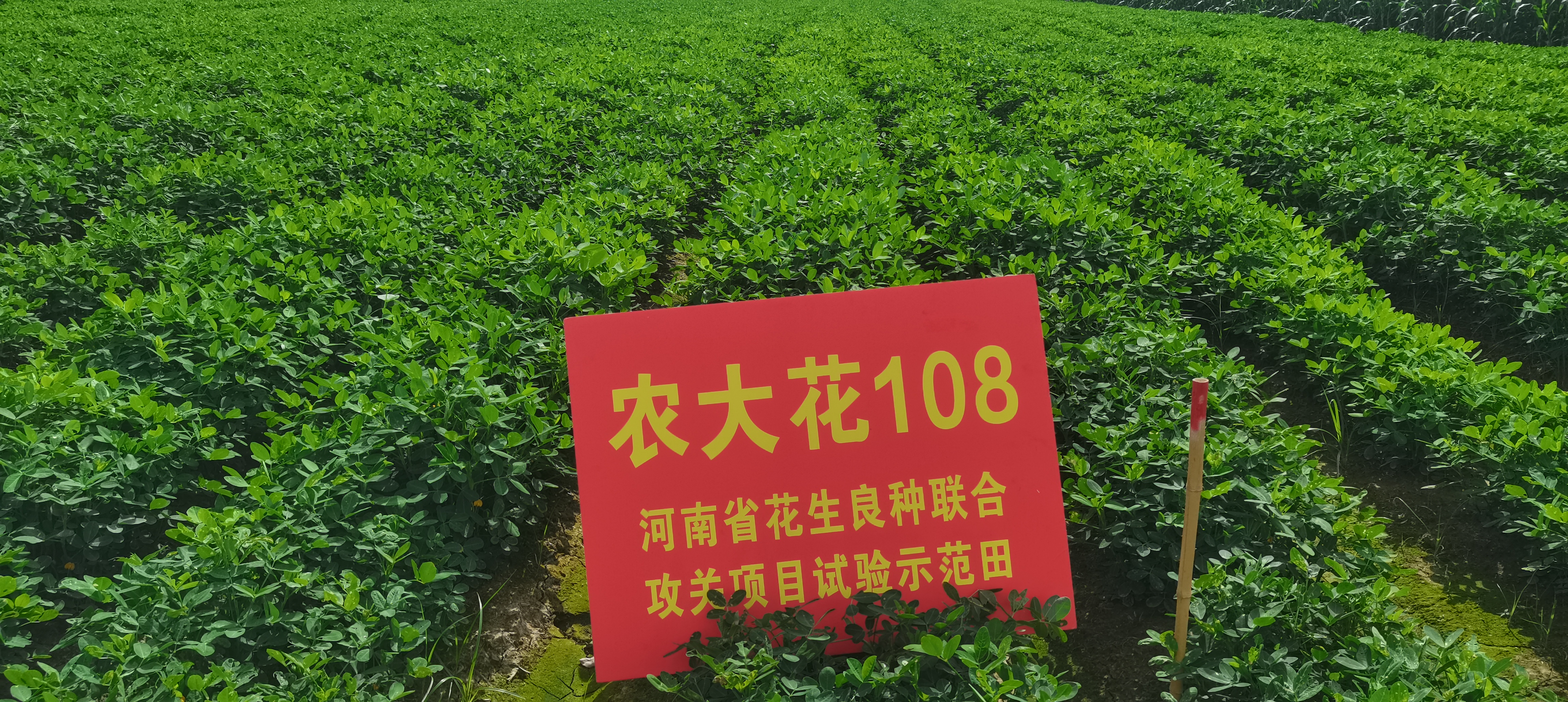 產(chǎn)品名稱(chēng)