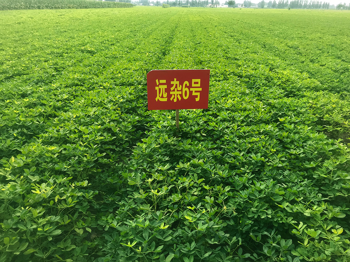 產(chǎn)品名稱(chēng)